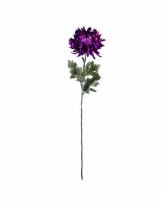 Bloem crysant paars 60cm