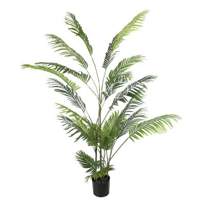 Plant Goudrietpalm 190cm