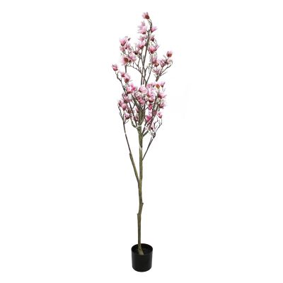 Plant magnolia roze 180cm