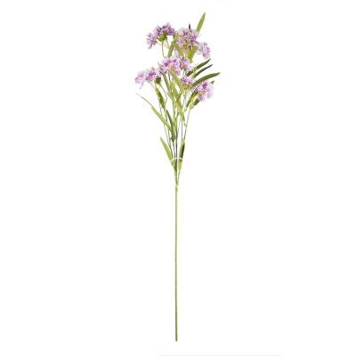 Bloem dianthus chinensis paars 72cm