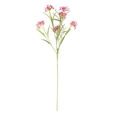 Bloem dianthus chinensis roze 72cm