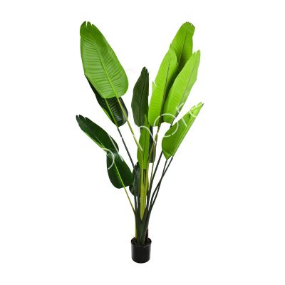 Plant bananenboom 180cm